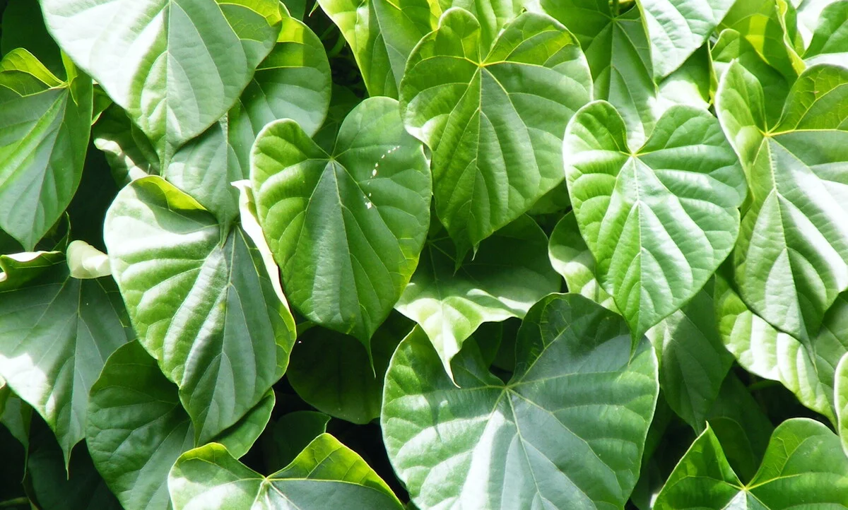 Manfaat Brotowali & Dosis Aman: Tinjauan Herbalis Klinis